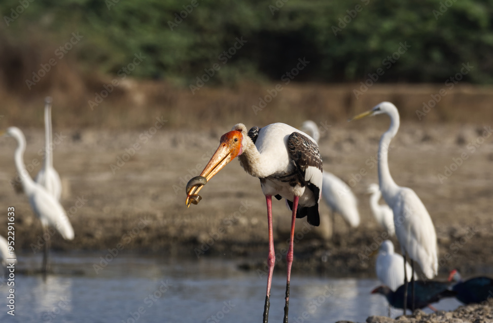 Fototapeta premium Painted Stork a colourful bird fishing in the river bed of Porbandar Gujarat India