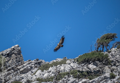 griffon vulture hunting in natural conditions in summer on the island of Crete in Greece