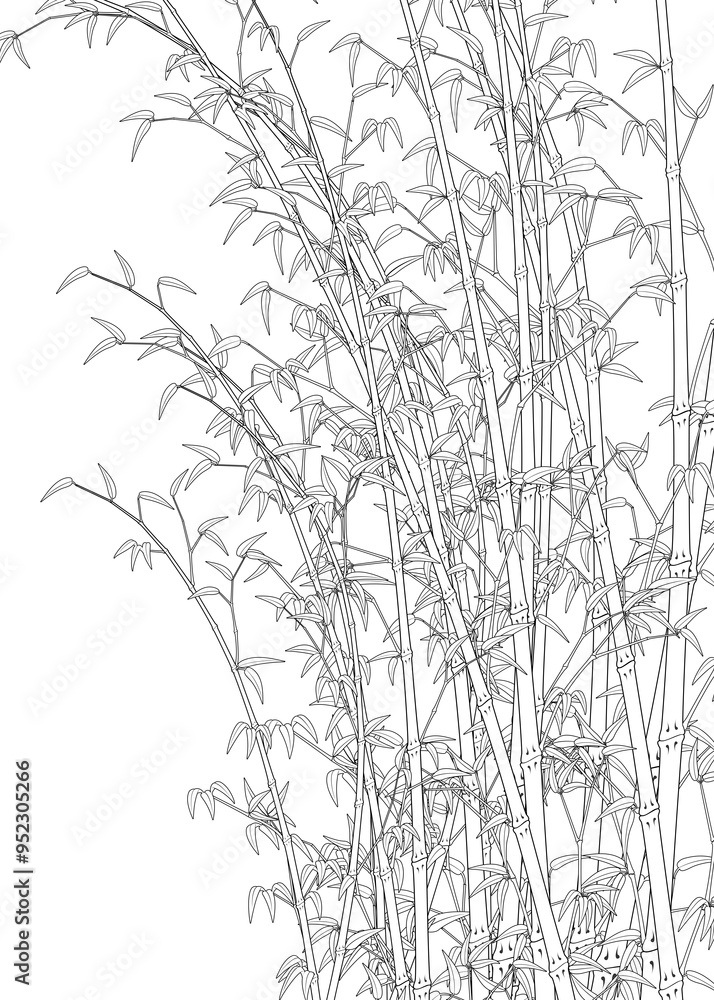 Bamboo line art work illustration transparent background Bamboo line art work illustration transparent background