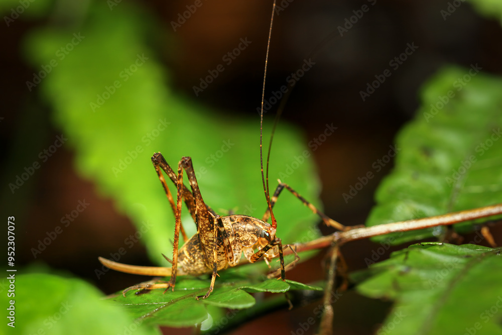 A detailed macro shot of a Taiwanese bush cricket perched on a fern leaf. The cricket's intricate details, including its long antennae and jumping legs. Wulai, New Taipei City, Taiwan. A detailed macro shot of a Taiwanese bush cricket perched on a fern leaf. The cricket's intricate details, including its long antennae and jumping legs. Wulai, New Taipei City, Taiwan.