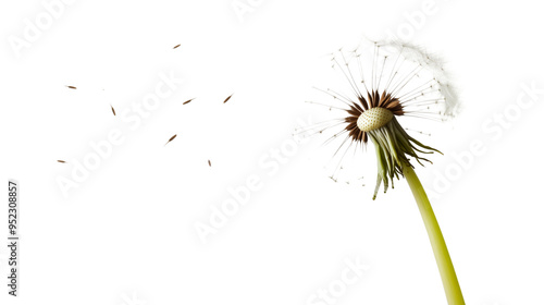 Wallpaper Mural White dandelion seed head with seeds blowing away in the wind isolated on transparent background

 Torontodigital.ca
