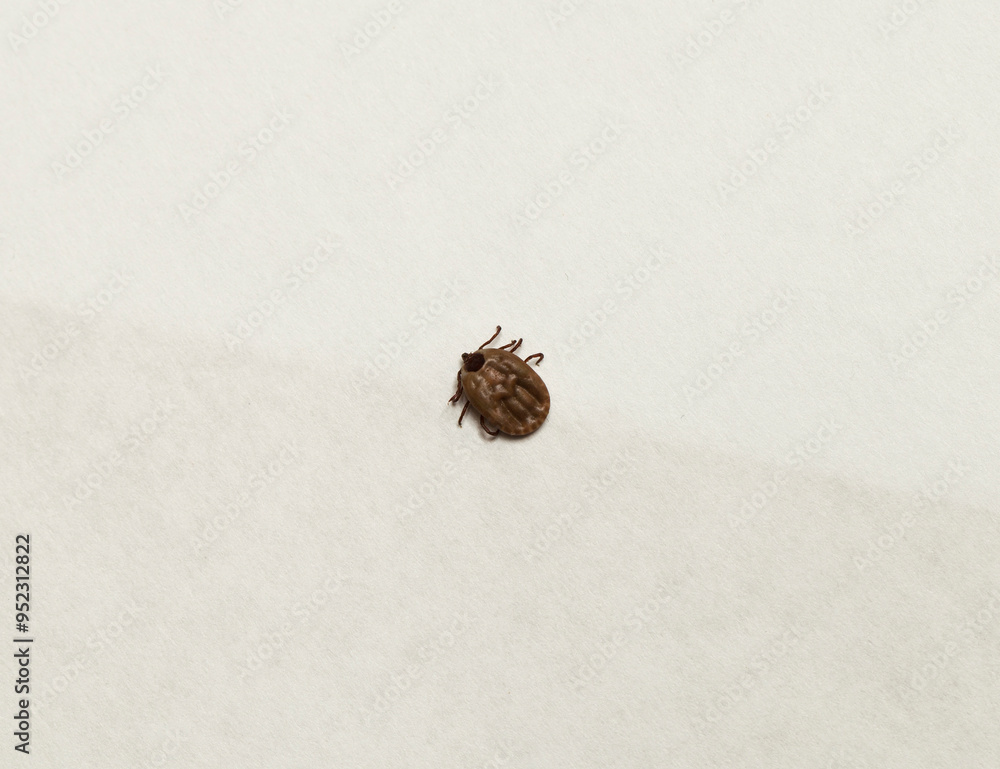 Ixodes ricinus, the castor bean tick, is a chiefly European species of hard-bodied tick. Female. Ixodes ricinus, the castor bean tick, is a chiefly European species of hard-bodied tick. Female.