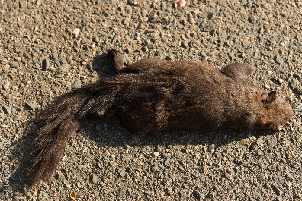 Obraz premium Black squirrels are a melanistic subgroup of squirrels with black coloration on their fur.(Sciurus vulgaris). An animal hit by a car on the road.
