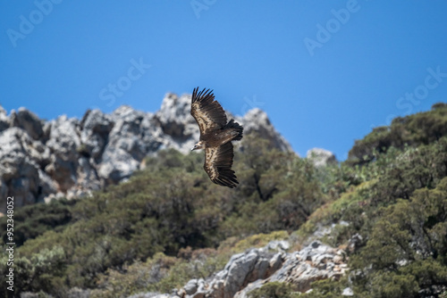 griffon vulture hunting in natural conditions in summer on the island of Crete in Greece