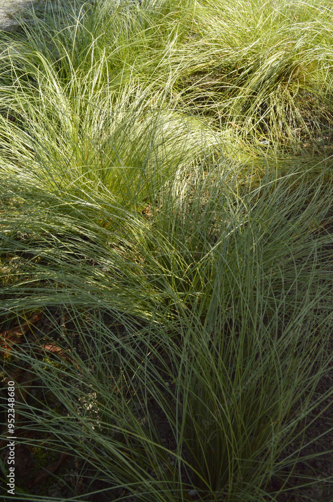 Woodland long grass in the wind, both shaded and in the sun, background, wallpaper texture, close up, Woodland long grass in the wind, both shaded and in the sun, background, wallpaper texture, close up,