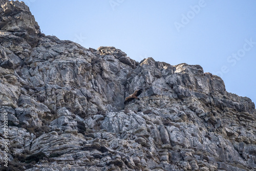 griffon vulture hunting in natural conditions in summer on the island of Crete in Greece