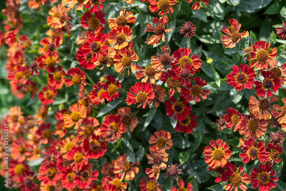 rustic orange red Helenium or sneezeweed in a summer garden rustic orange red Helenium or sneezeweed in a summer garden