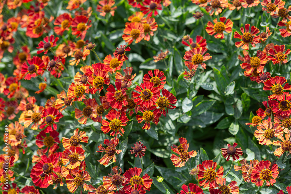Fototapeta premium rustic orange red Helenium or sneezeweed in a summer garden