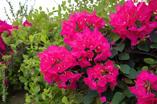 Wallpaper Mural Clusters of Bougainvillea Flowers Isolated on Canvas with Greenery and Floral Design Torontodigital.ca