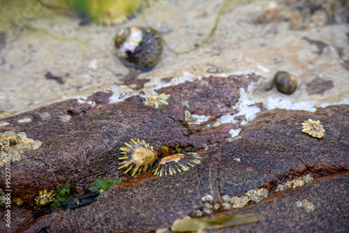 Limpets aquatic sea snails attached to a rock after the tide has gone out photo