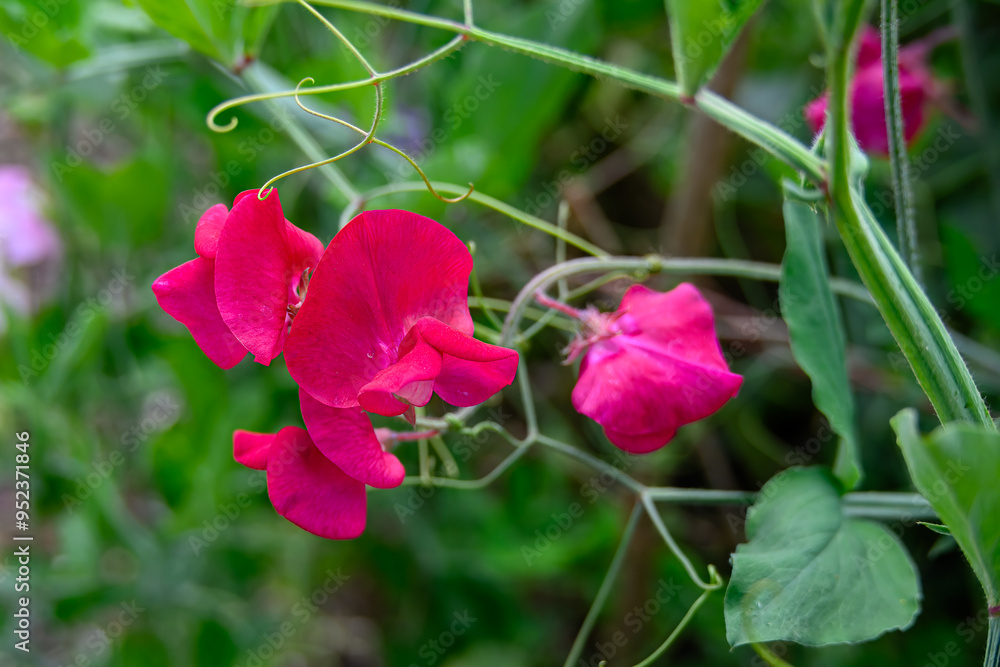 close up of bright pink sweet pea lathyrus odoratus flowers close up of bright pink sweet pea lathyrus odoratus flowers