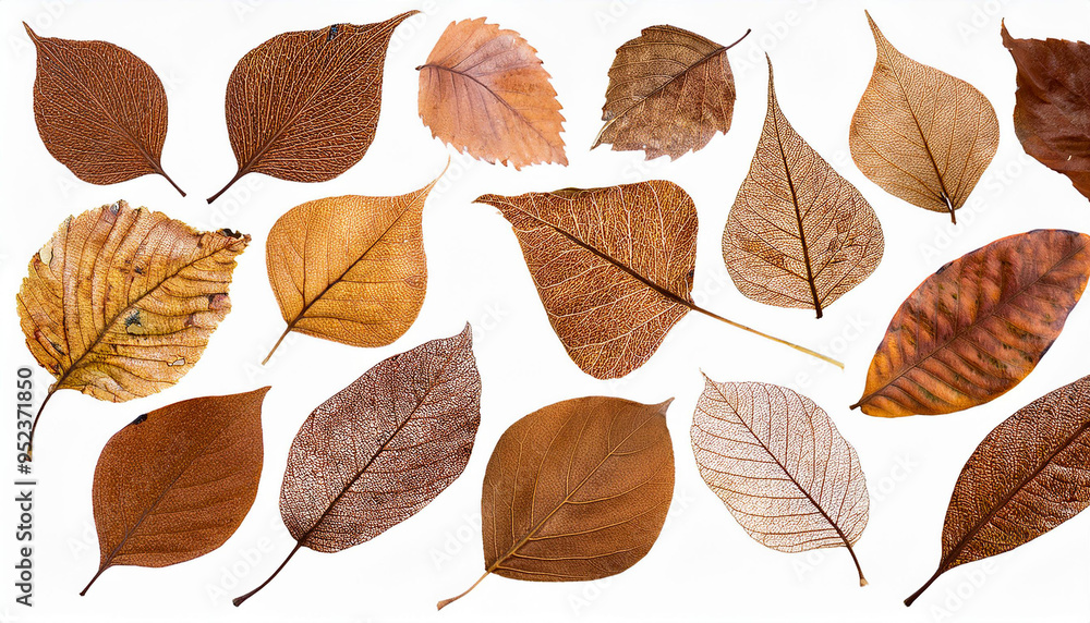 Fototapeta premium さまざまな形状と色合いの落ち葉が白い背景に散りばめられているシンプルなデザインです。葉は茶色やオレンジ色を基調とし、秋の季節感を強調しています。それぞれの葉は異なる質感や形を持ち、自然の多様性が感じられる構成となっています。generative AI