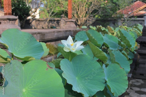 Seroja (Nelumbo nucifera Gaertn.) is a species of annual aquatic plant from the genus Nelumbo originating from India and this plant symbolizes wisdom. photo