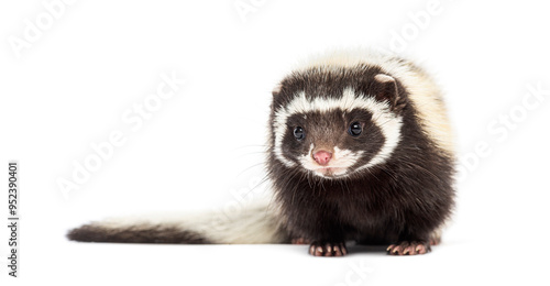 Saharan striped polecat, Ictonyx libycus, facing and looking at the camera photo