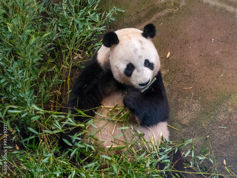 Fototapeta premium Giant Panda in the Zoo: A Cuddly Icon of Conservation