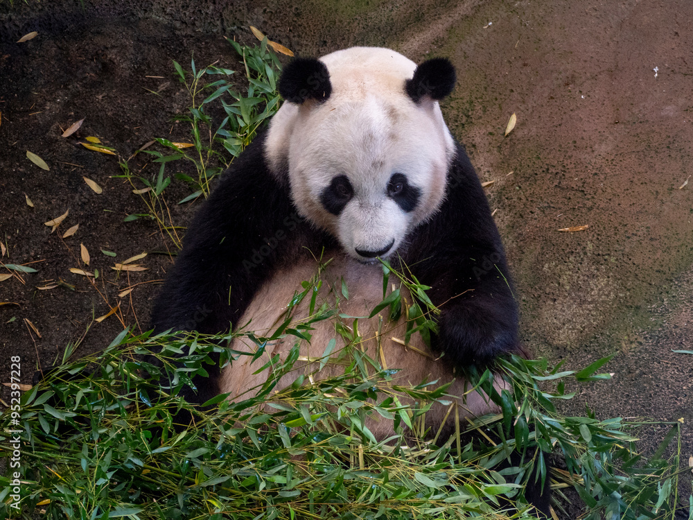 Fototapeta premium Giant Panda in the Zoo: A Cuddly Icon of Conservation