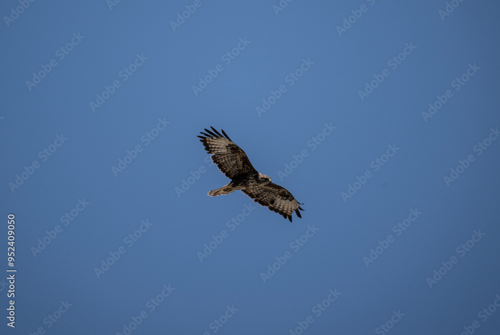 griffon vulture hunting in natural conditions in summer on the island of Crete in Greece griffon vulture hunting in natural conditions in summer on the island of Crete in Greece