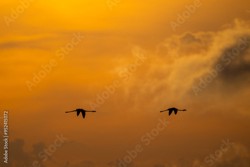 Two greater flamingo flying after sunset