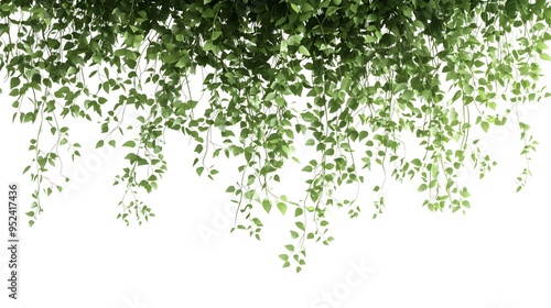 Graceful Hanging Plant with Lush Green Vines and Delicate Flowers on White Background