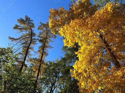 Autumn forest with yellow carya ovata hickory shagbark trees. 