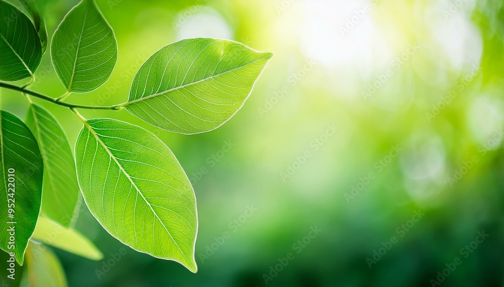 Closeup of beautiful nature view green leaf on blurred greenery background in garden with copy space using as background cover page concept.
Closeup of beautiful nature view green leaf on blurred greenery background in garden with copy space using as background cover page concept.