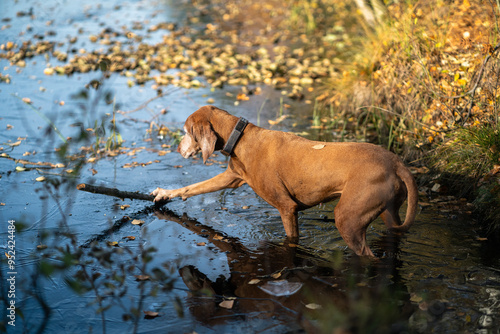 Active inquisitive dog walking in autumn forest standing in body of water trying to pull out stick. Interested canine magyar vizsla explores fall water in woodland attempting to fetch stick on strolls photo