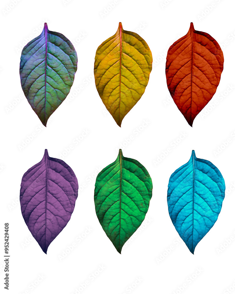 Obraz premium set of colorful leaves on white background