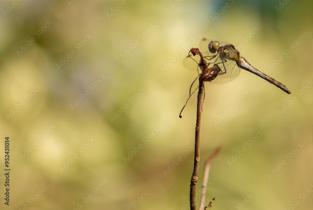 August sunny day, dragonfly August sunny day, dragonfly