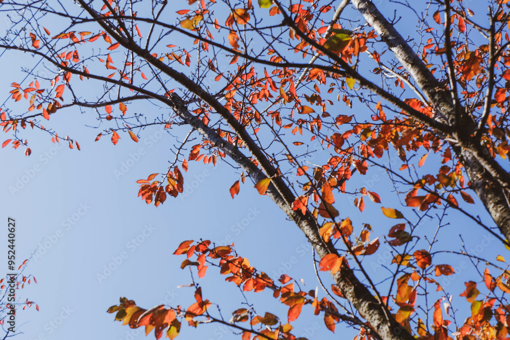 Colourful Autumn leaves against a blue sky.