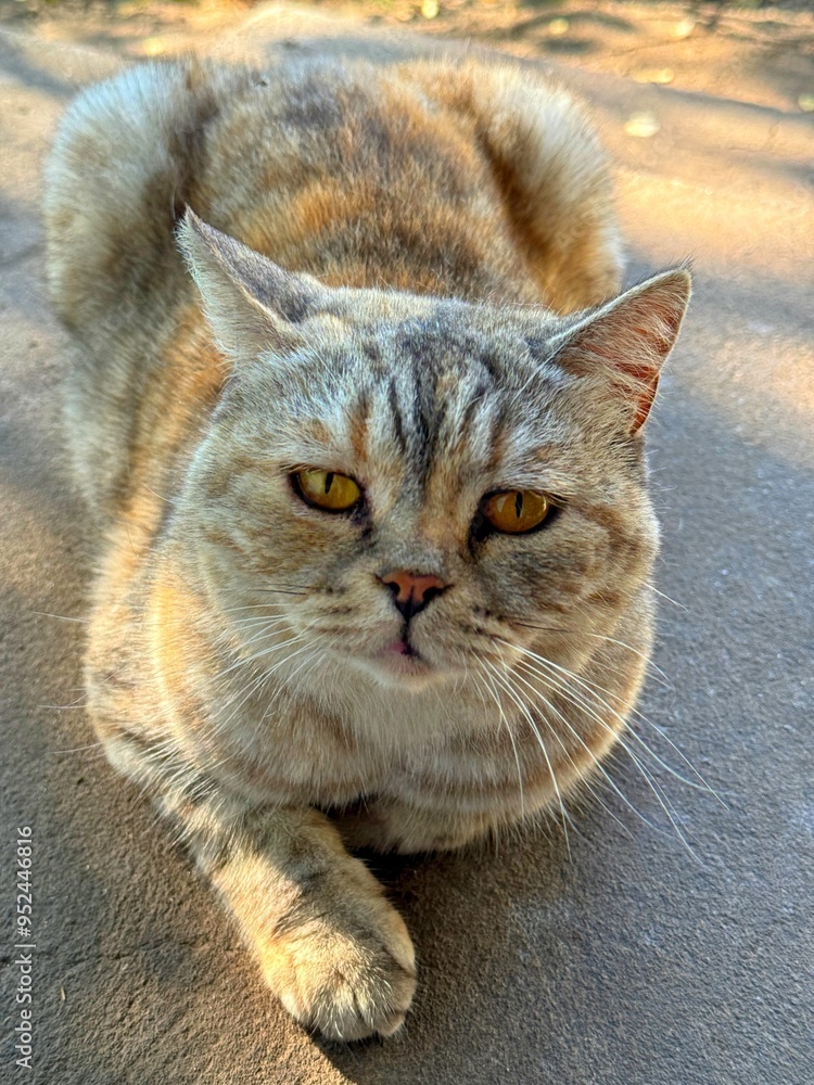 Naklejka premium portrait of a cat