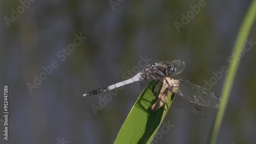 シオカラトンボ