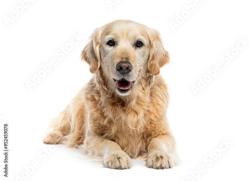 Photography Old Golden retriever lying down in front of the camera; mouth open, isolated