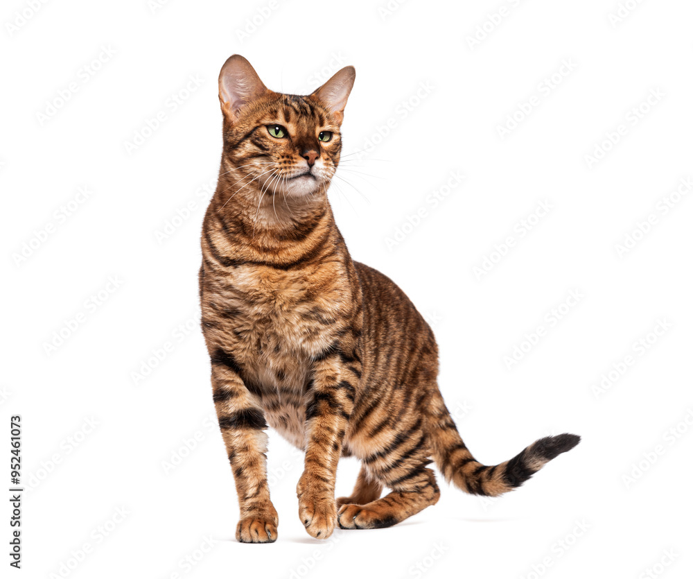 Toyger cat standing and looking away on white background Toyger cat standing and looking away on white background