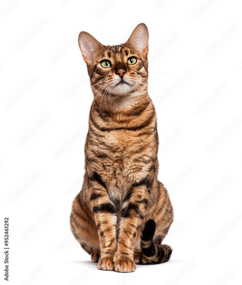 Toyger cat sitting and looking up isolated on white background Toyger cat sitting and looking up isolated on white background