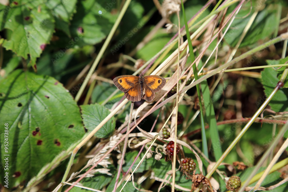 Macro image of a Gatekeeper butterfly on dry grass, Derbyshire England
Macro image of a Gatekeeper butterfly on dry grass, Derbyshire England