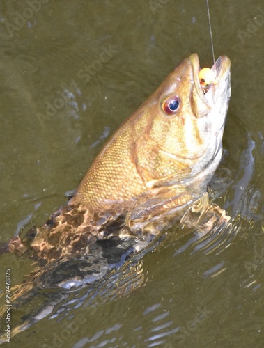 Fishing for bass  photo