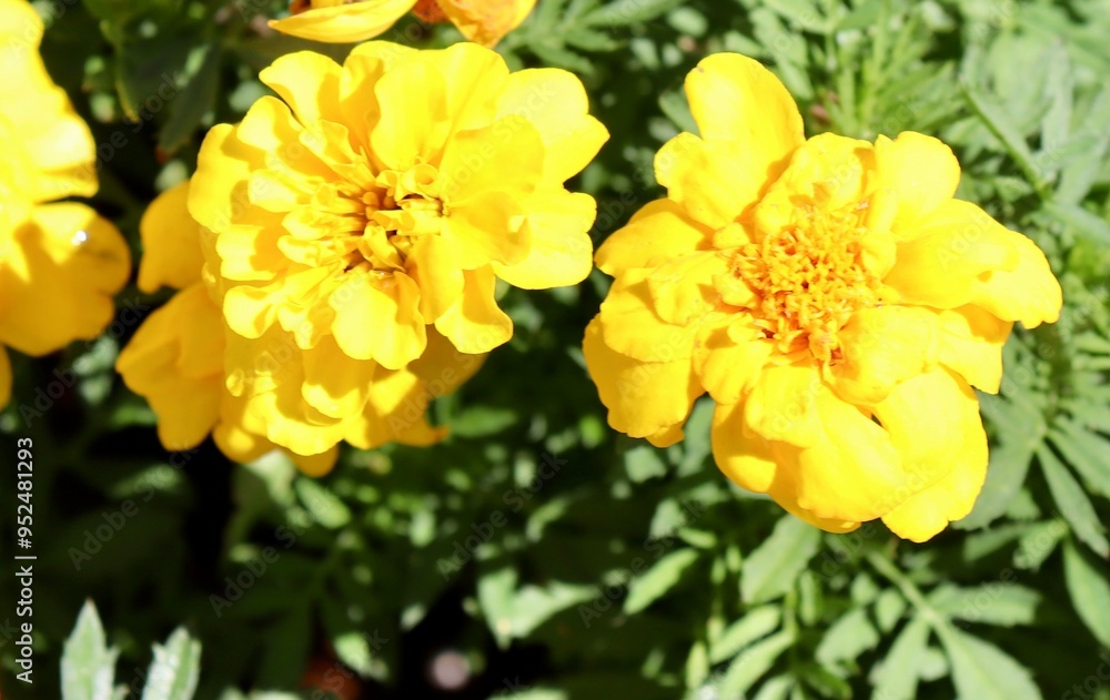A close view of the bright yellow flowers in the garden. A close view of the bright yellow flowers in the garden.