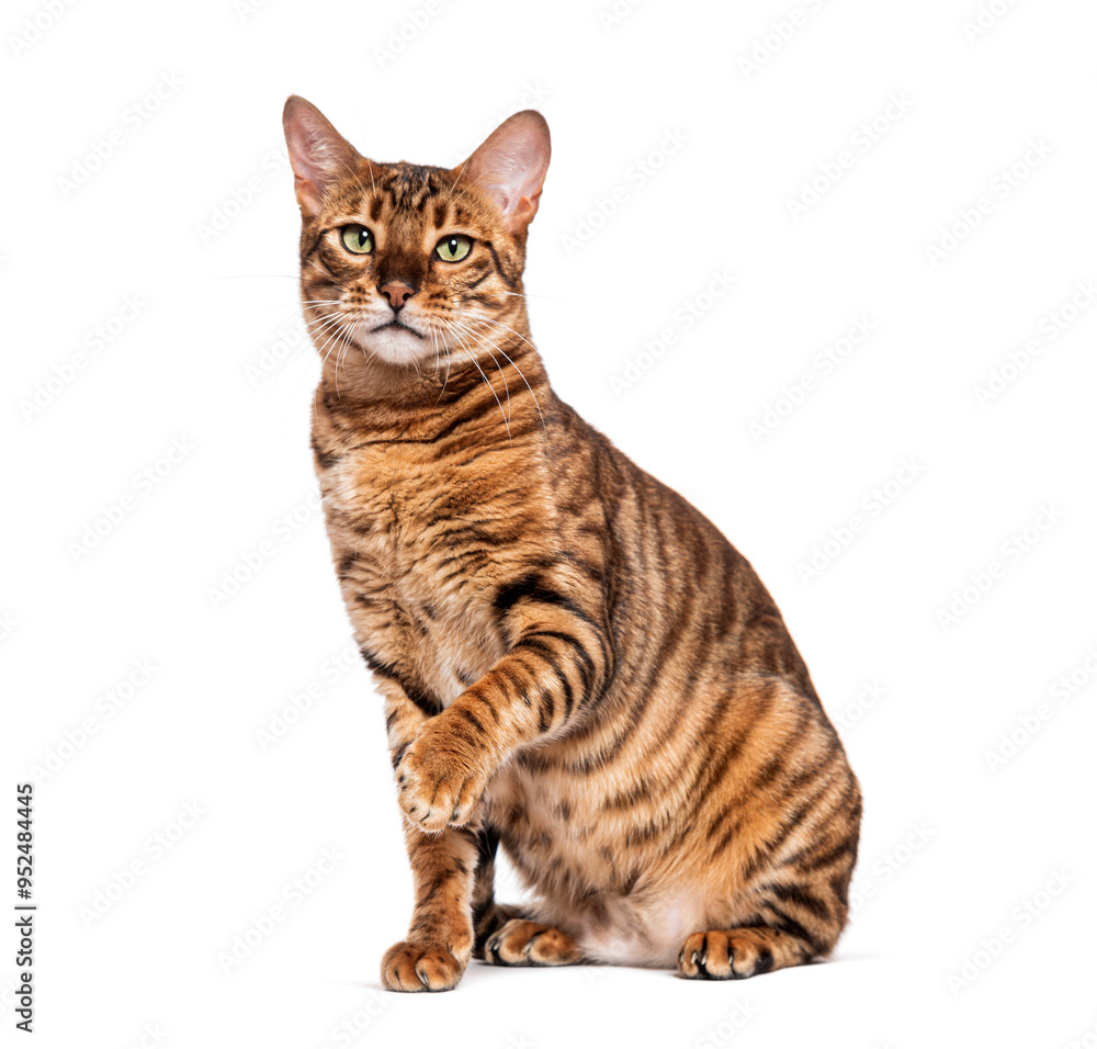 Fototapeta premium Toyger cat sitting and raising paw on white background