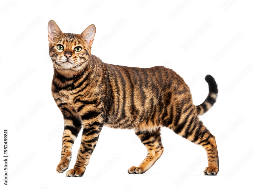 Obraz premium Toyger cat walking and looking around on white background