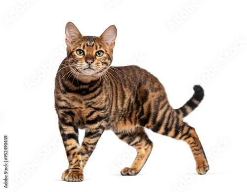 Toyger cat standing and looking at camera on white background