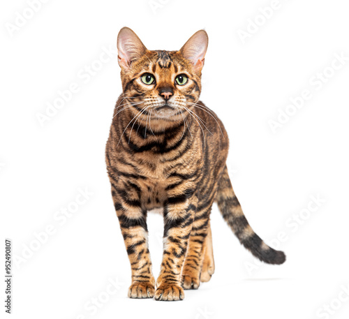 Toyger cat walking and looking up on white background