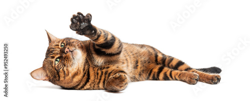 Obraz na plátně Playful Toyger cat lying on its side raising paw on white background