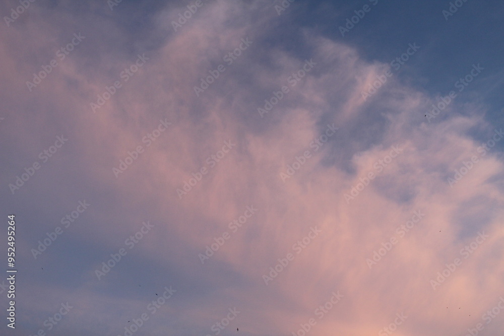 Cumulus clouds are pink in the blue sky. Summer sky on a sunny day Cumulus clouds are pink in the blue sky. Summer sky on a sunny day