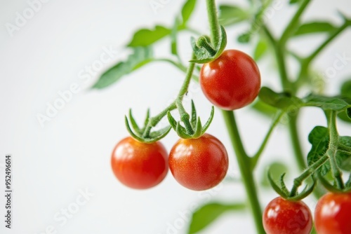 Wallpaper Mural Ripe cherry tomatoes growing on a vine with green leaves in a bright setting. Torontodigital.ca