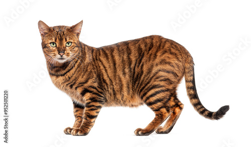 Toyger cat standing on white background with striped pattern