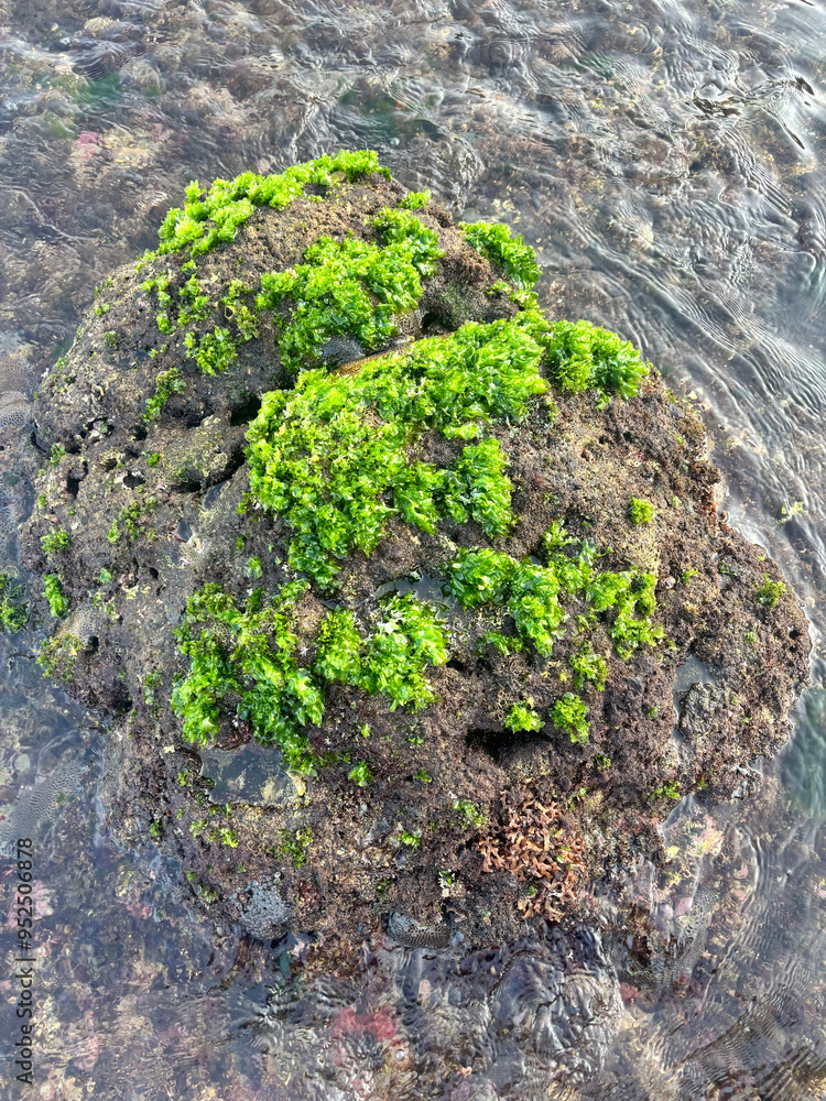 Green Oasis | a rock covered in a thick layer of bright green algae. The algae are growing in patches and appear to be soft and spongy | the vibrant green color of the algae Green Oasis | a rock covered in a thick layer of bright green algae. The algae are growing in patches and appear to be soft and spongy | the vibrant green color of the algae