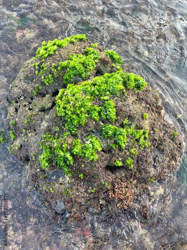 Green Oasis | a rock covered in a thick layer of bright green algae. The algae are growing in patches and appear to be soft and spongy | the vibrant green color of the algae 