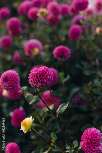 Pink Dahlias on a Cloudy Day photo