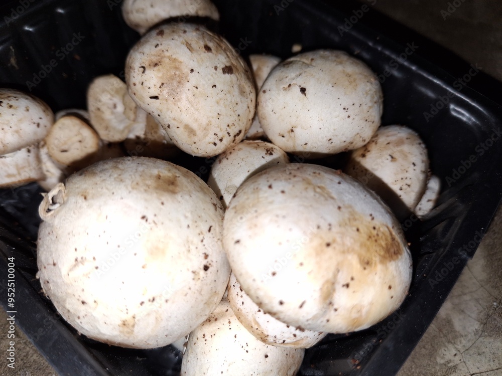 fresh mushroom : fresh mushroom :