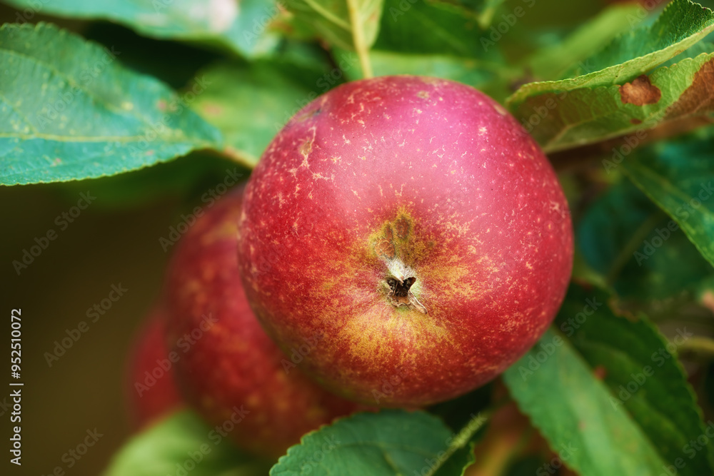 Agriculture, tree and red apple in farm for harvest in outdoor for nutrition, health and organic in Virginia. Fruit, green and environmental with sustainability and plantation for food production Agriculture, tree and red apple in farm for harvest in outdoor for nutrition, health and organic in Virginia. Fruit, green and environmental with sustainability and plantation for food production